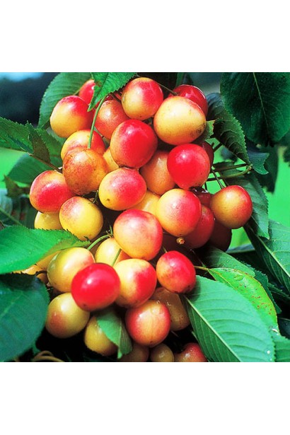 Плоди черешні Мертон Глорі на дереві в період дозрівання